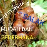 Cara Bertanam Salak dengan Sederhana