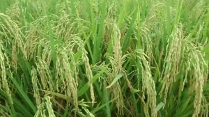 SERTANI 13, Varietas unggul padi dengan jumlah bulir 300-400 per tangkainya !! Luar Biasa