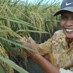 SERTANI 13, Varietas unggul padi dengan jumlah bulir 300-400 per tangkainya !! Luar Biasa