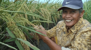 SERTANI 13, Varietas unggul padi dengan jumlah bulir 300-400 per tangkainya !! Luar Biasa
