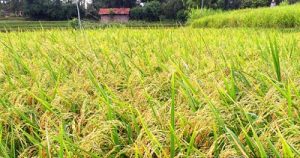 SERTANI 13, Varietas unggul padi dengan jumlah bulir 300-400 per tangkainya !! Luar Biasa
